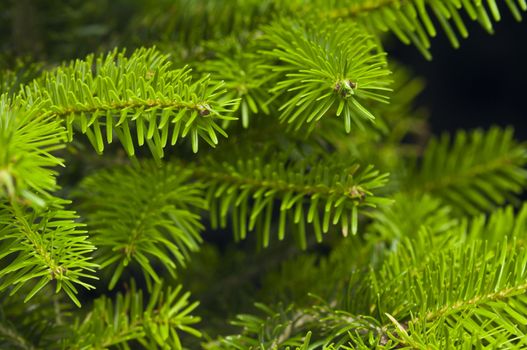 Green branches of a Christmas tree isolated closeup