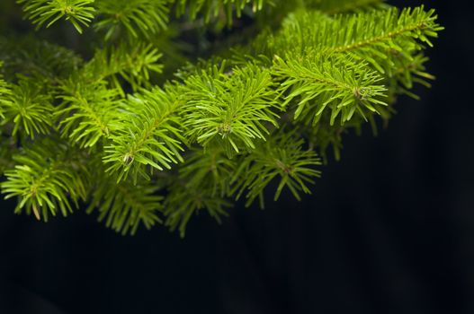 Green branches of a Christmas tree isolated closeup