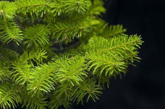 Green branches of a Christmas tree isolated closeup