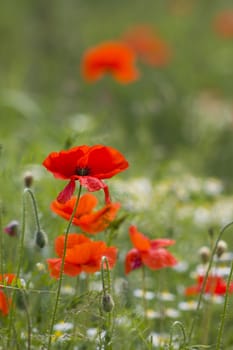summer field of red poppies