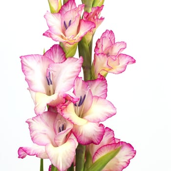 pink gladiolus