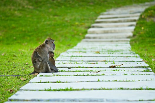 Monkey mother with baby resting on a walkway shallow depth of field