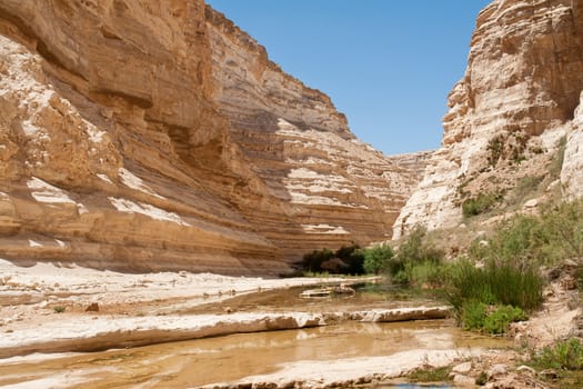 Oasis in the desert Nature Reserve Ein-Ovdat Israel