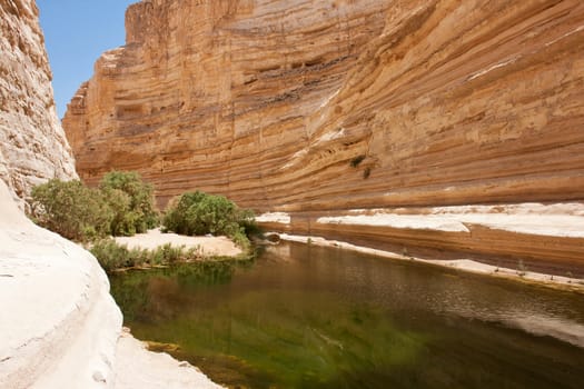 Oasis in the desert Nature Reserve Ein-Ovdat Israel