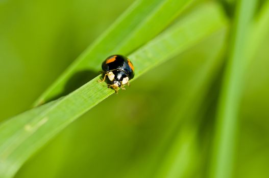 Ladybug with black-brown and red color on a grass straw