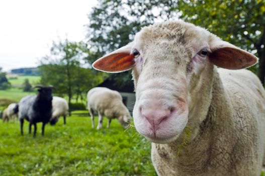 Close up shoot of a sheep on a lawn the herd is in the background