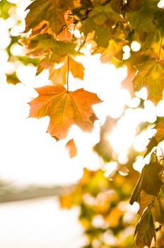 Maple leafs in the autumn sun bright glowing during afternoon