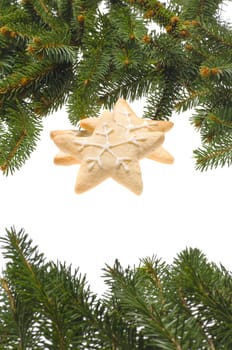 christmas cookies decorated with real tree branches, over white