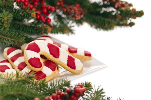 christmas cookies decorated with real tree branches, over white