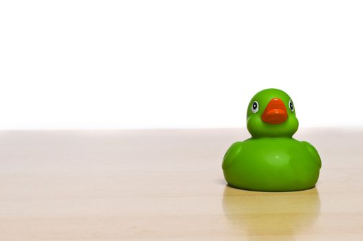 Duck on a table over white, alone