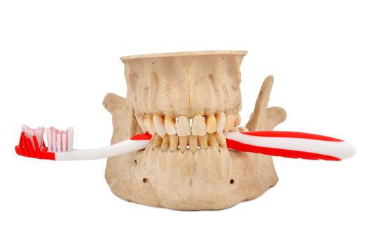 human jaw and tooth brush on a white background