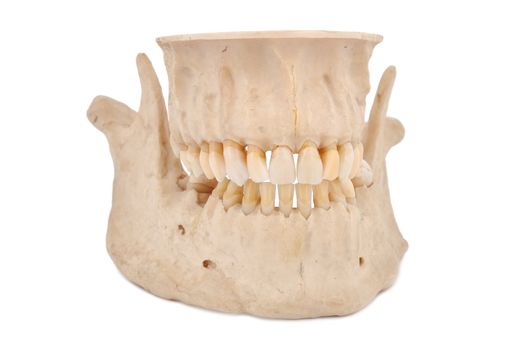 human jaw on a white background