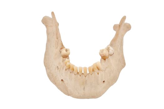 lower human jaw on a white background