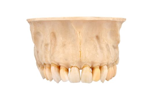 upper human jawbone on a white background