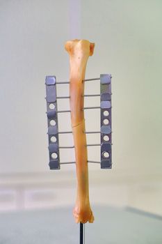 Human leg or hand bone as laboratory object
