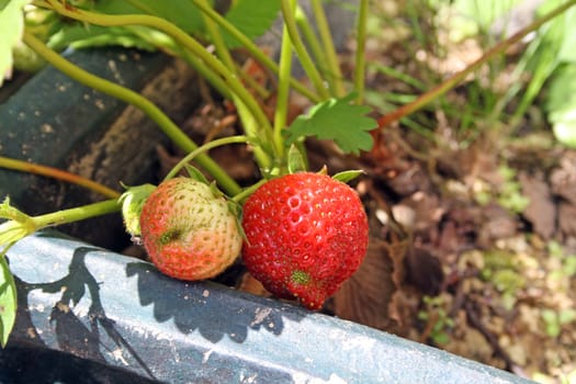 growing strawberries