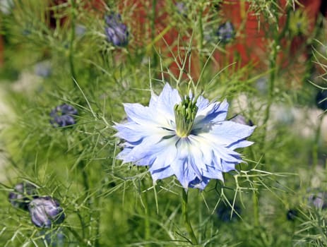 stunning cornflower