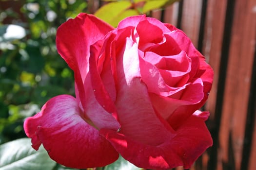 stunning red rose