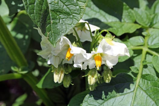 potatoe plant