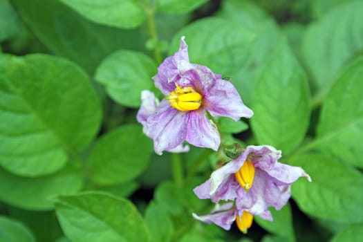 potatoe plant