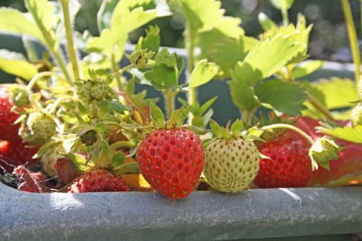 growing strawberries