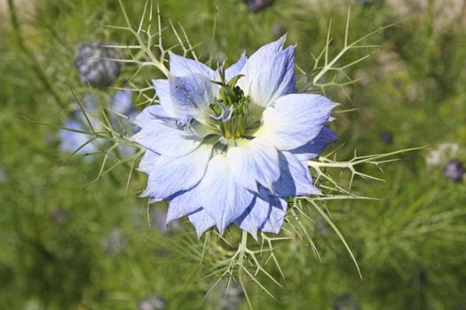 stunning cornflower