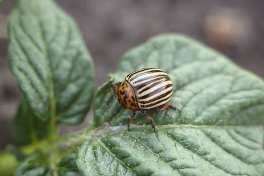 Colorado potato beetle on a potato leaf