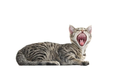 Grey striped kitten on a white background