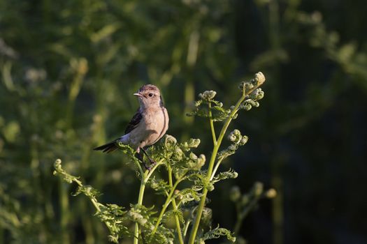 Young Whinchat (Saxicola rubetra ) in the rays of sunset sun
