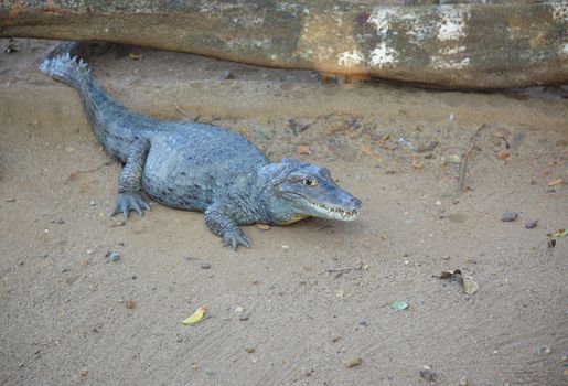 Horizontal photo of the crocodile near the tree