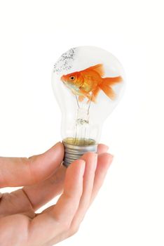 hand holding a light bulb with swimming fish isolated on white background