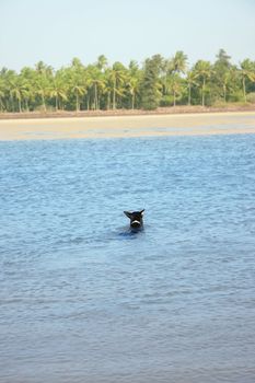 Rear view on the black dog swimming in the water. Palms on background. Goa, India