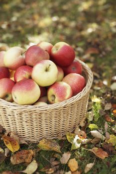 Ripe apples in a wicker basket