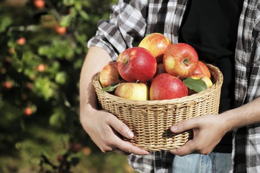 Farmer holding a wicker basket full of harvested apples.