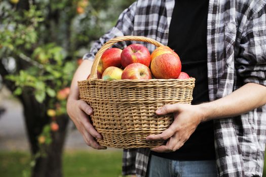 Farmer holding harvested apples in a wicker basket.