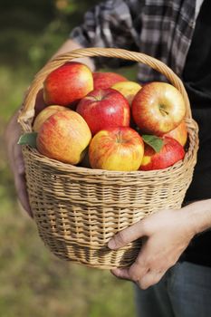 Farmer showing a basket full of apples.