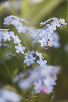 Myosotis is a genus of flowering plants in the family Boraginaceae  that are commonly called Forget-me-nots.