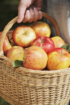 Man holding a basket full of apples