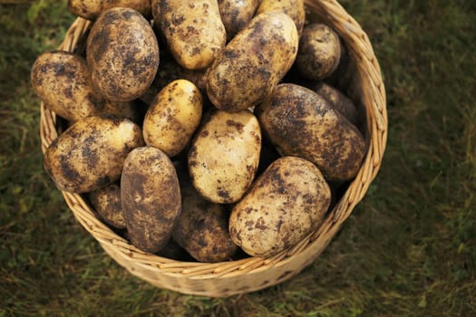 DIrty harvested potatoes in a wicker basket.