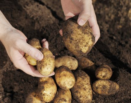 Farmer holding potatoes in his hands.