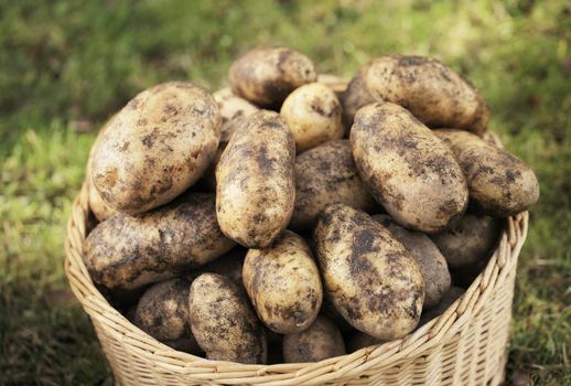 Harvested potatoes in a woven wicker basket.