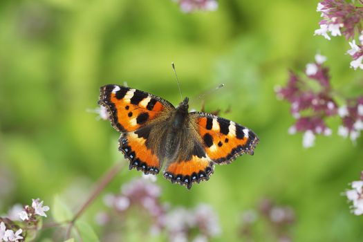 The Small Tortoiseshell (Aglais urticae) is a well-known colourful butterfly.