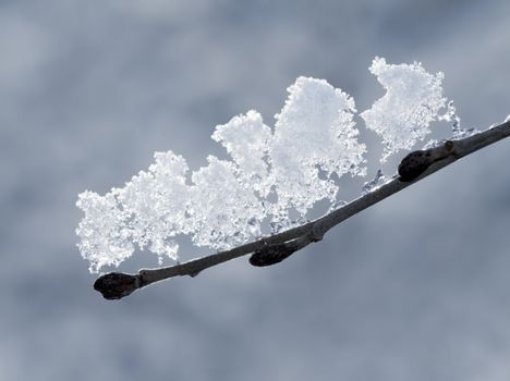 Early spring / late winter image of tree branch with melting snow.