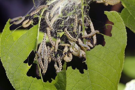 Bird-Cherry moth caterpillars (Yponomeuta evonymella) eating a leaf