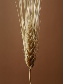 Barley seedhead on brown background.