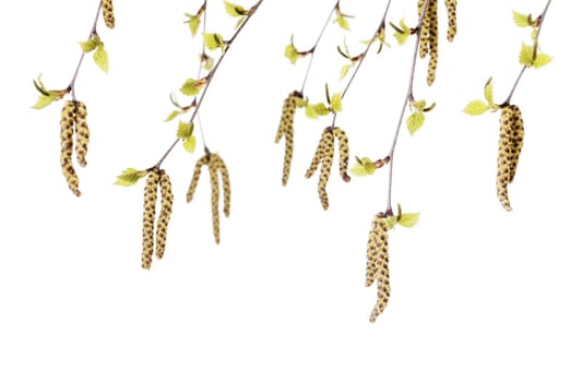 Studio photograph of flowers/catkins of a birch (Betula) tree.