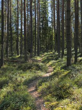 A path in a Finnish forest in may.