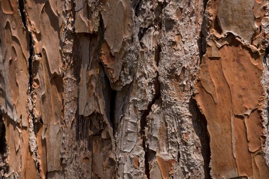 Pine trunk texture. Shallow focus. This tree is about 120 years old. Specimen: pinus pinea.