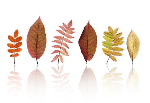 A Set of autumn leaves isolated on white with reflections