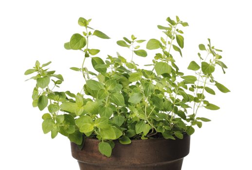 Detail of an oregano herbal plant in a clay pot.